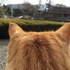 nekodaisuki356mo