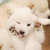 おーくん OHkun