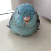 インコのイラストお描き隊