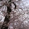 桜えび