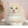 ルナ猫