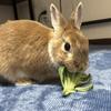 宇佐美です