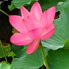 Lotusflower7