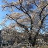 桜咲太