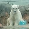 shirokuma256