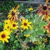 PY Kudo Yuko