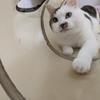てんちこりん