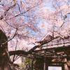 夜桜夢海
