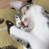 猫サン