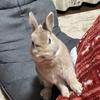 あきちゃんネル