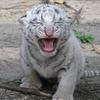 サポーターこころ