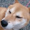 まえの＠