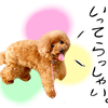 しろせかれん