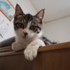杉野ふみ