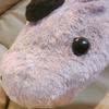 riki_pom