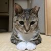 mimiにゃん
