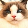 猫すけ0514