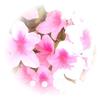 カマボコ塾しば咲（国語・小論文・志望書）