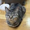 ゆーにゃんです
