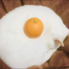 CocoPigu