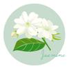 茉莉花パワー