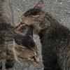 二色猫