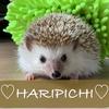 はりぴち先生