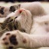 ねこざらし