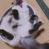 Wokiku