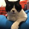 johnnycat39