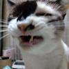 川口まろに 猫遣い