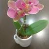 abeille0404