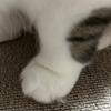 にったまろにー