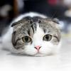 猫猫猫猫猫