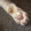 nyaopi777