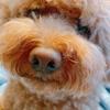 単なる犬