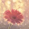 ミニー犬