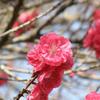 桜紅楽