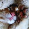 聞き耳ネコ