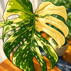 kb_plants