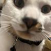 ツナオンガク