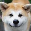 たなべ まさおみ