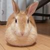 かずお。