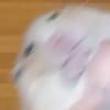 ピーピーピクルス