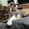 きんぴらねこ