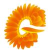 Gerberas