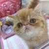 じゃすみん55