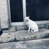 まあご