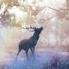 white_deer