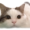 ゆきじ555